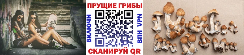 Галлюциногенные грибы Psilocybine cubensis Кузнецк